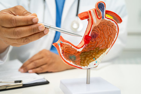 Stomach disease, doctor with human anatomy model for study diagnosis and treatment in hospital.の写真素材