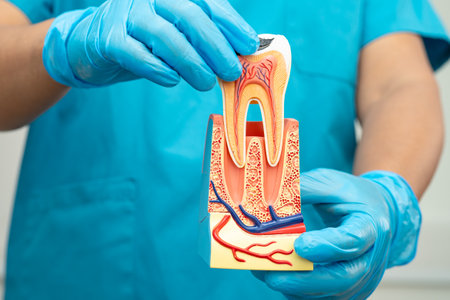 Asian dentist holding dental implant, artificial tooth roots into jaw, root canal of dental...