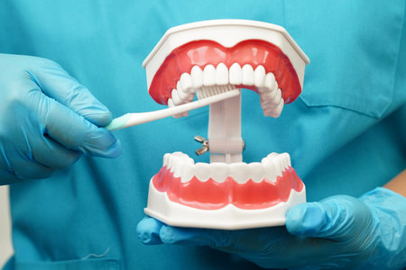 Asian dentist cleaning teeth of dental model with tooth brush for patient and studying about...