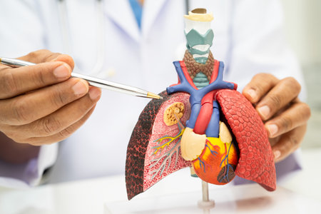 Pneumonia, lung cancer, Asian doctor holding human anatomy model for study diagnosis and treatment...