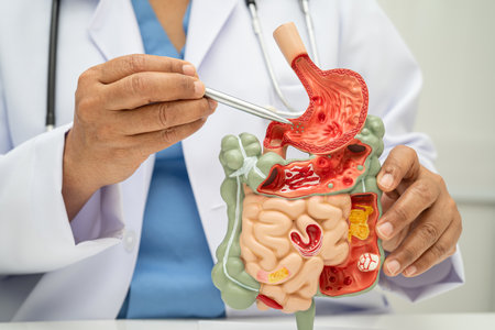 Digestive system with stomach and intestine, Asian doctor holding human anatomy model for study diagnosis and treatment in hospital.の写真素材