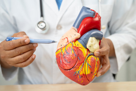 Cardiovascular disease CVD, Asian doctor holding human anatomy model for learn and treat heart...