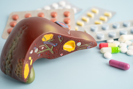 Liver model with pill drug treatment, Cirrhosis, Liver cancer, fatty liver.の写真素材