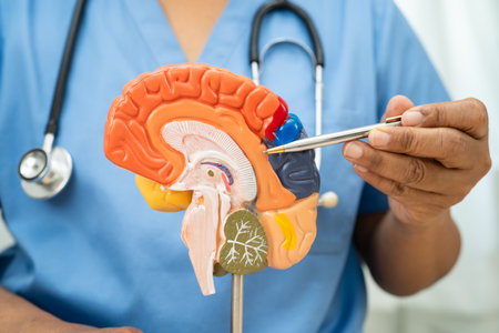 Alzheimer disease, Asian doctor holding brain anatomy model for study diagnosis and treatment in hospital.の写真素材