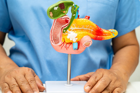 Pancreatitis, pancreatic cancer, Asian doctor with pancreas, gallbladder and bile duct human anatomy model at hospital.の写真素材