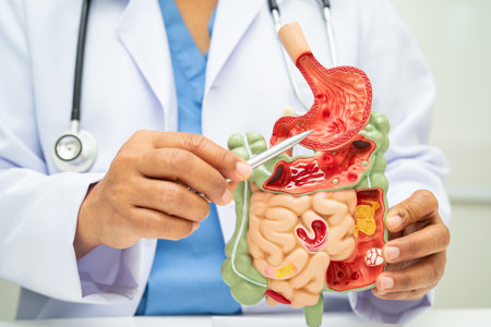 Digestive system with stomach and intestine, Asian doctor holding human anatomy model for study...