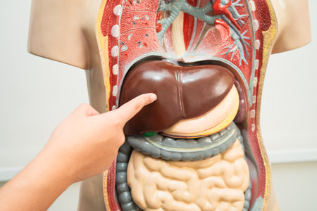 Student teenage learning anatomy biology with human body model in classroom at high school.の写真素材