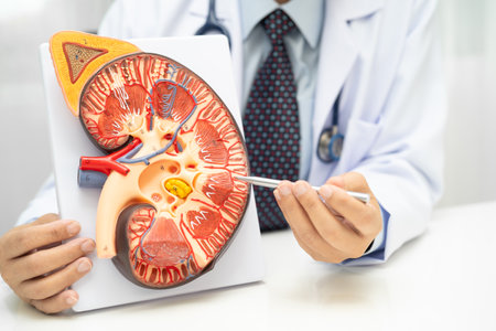 Kidney disease, Chronic kidney disease ckd, Doctor hold human model to treat and study in hospital.の写真素材