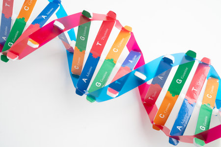 DNA or Deoxyribonucleic acid is a double helix chains structure formed by base pairs attached to a sugar phosphate backbone.の写真素材