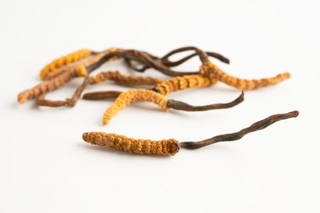 Cordyceps or Ophiocordyceps sinensis mushroom herb is fungus for used as medicine on white...
