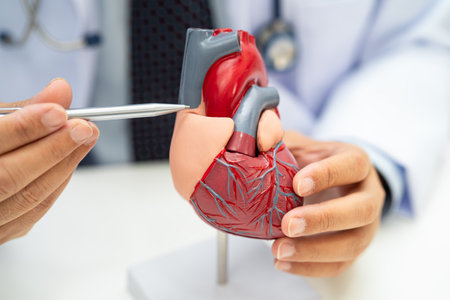 Cardiovascular disease CVD, Asian doctor holding human anatomy model for learn and treat heart...