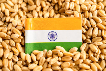 Grains wheat with India flag, trade export and economy.