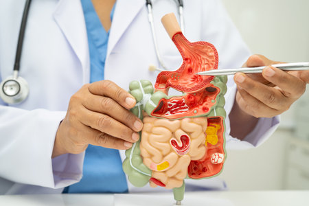 Digestive system with stomach and intestine, Asian doctor holding human anatomy model for study...