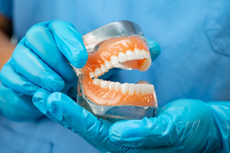 Denture, dentist holding dental teeth model to study and treat in hospital.