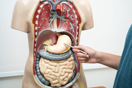 Student teenage learning anatomy biology with human body model in classroom at high school.