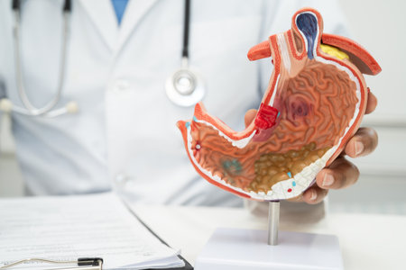 Stomach disease, doctor holding anatomy model for study diagnosis and treatment in hospital.の写真素材
