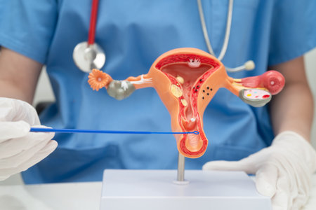 Doctor holding human uterus model for vaginal and cervix pap smear check up in the obstetrics and...