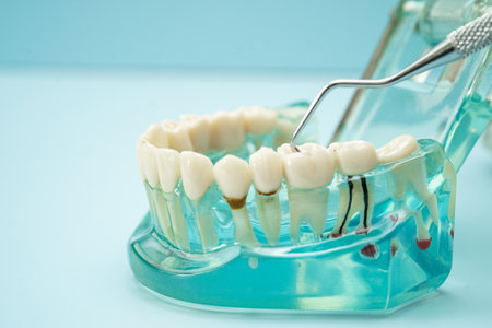 Dental teeth model with dentist tool for dentistry with copy space.