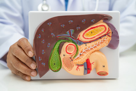 Liver with gallbladder, pancreas spleen and duodenum, Asian doctor holding human anatomy model for...