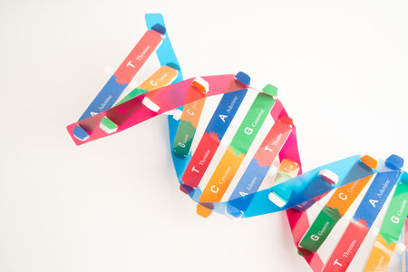 DNA or Deoxyribonucleic acid is a double helix chains structure formed by base pairs attached to a...