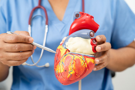 Cardiovascular disease CVD, Asian doctor holding human anatomy model for learn and treat heart...
