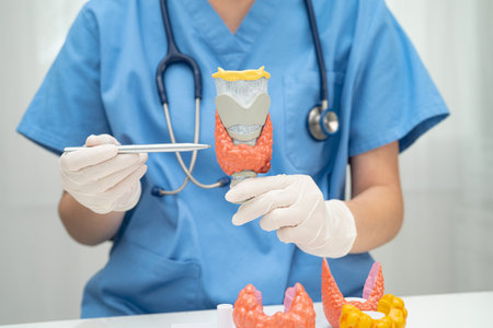 Asian doctor with thyroid gland human anatomy model in hospital.