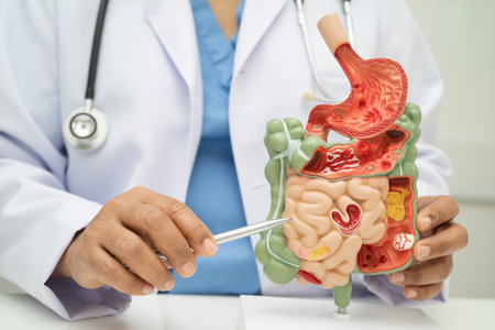 Digestive system with stomach and intestine, Asian doctor holding human anatomy model for study...