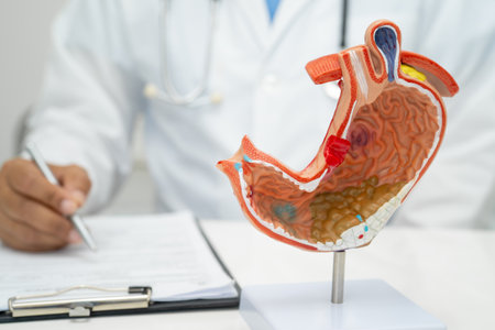 Stomach disease, doctor holding anatomy model for study diagnosis and treatment in hospital.