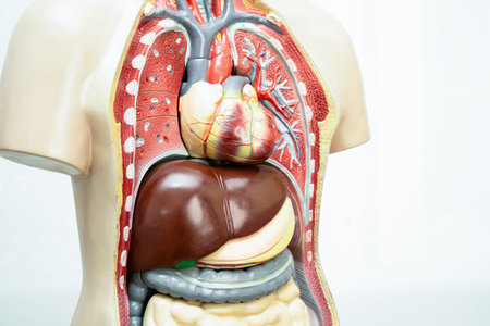 Human model anatomy for medical training course, teaching medicine education.