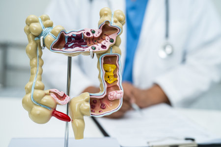 Intestine, appendix and digestive system, doctor holding anatomy model for study diagnosis and treatment in hospital.の写真素材