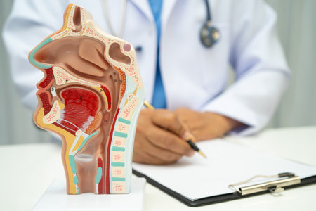 Asian doctor with nasal oral throat cavity neck human anatomy model for study diagnosis and treatment in hospital.の写真素材