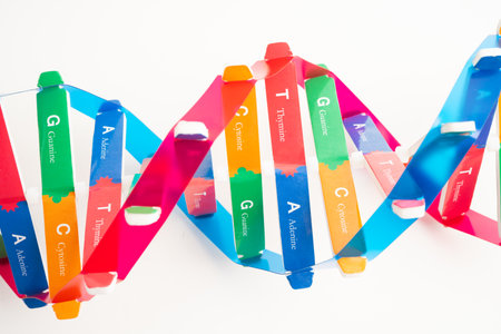 DNA or Deoxyribonucleic acid is a double helix chains structure formed by base pairs attached to a sugar phosphate backbone.の写真素材