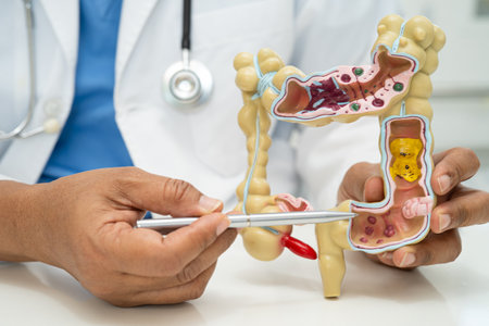Intestine, appendix and digestive system, doctor holding anatomy model for study diagnosis and...