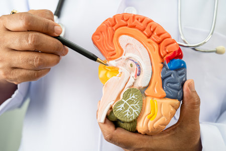 Alzheimer disease, Asian doctor holding brain anatomy model for study diagnosis and treatment in...