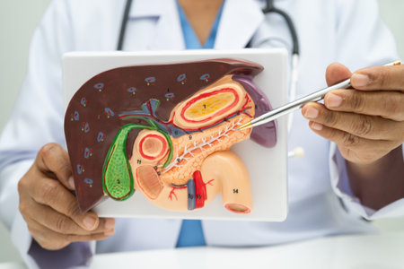 Liver with gallbladder, pancreas spleen and duodenum, Asian doctor holding human anatomy model for study diagnosis and treatment in hospital.の写真素材