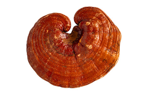 Dried lingzhi mushroom with capsule drug, alternative medicine herbal organic herb.