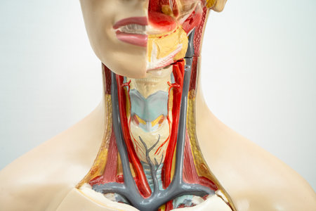 Human model anatomy for medical training course, teaching medicine education.の写真素材