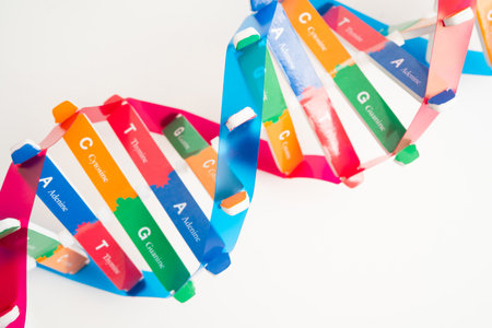 DNA or Deoxyribonucleic acid is a double helix chains structure formed by base pairs attached to a sugar phosphate backbone.の写真素材