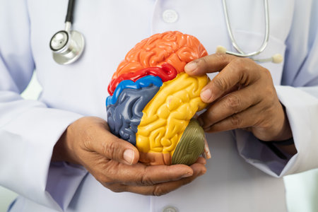 Asian doctor holding brain anatomy model for study diagnosis and treatment in hospital.