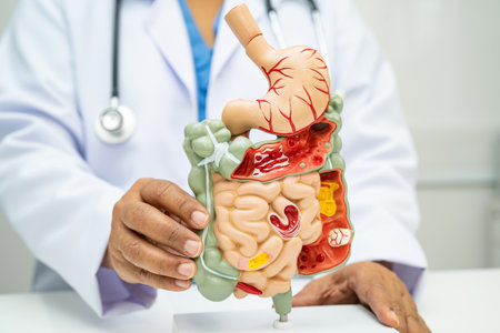 Digestive system with stomach and intestine, Asian doctor holding human anatomy model for study diagnosis and treatment in hospital.の写真素材