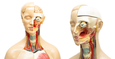 Human model anatomy isolated on white background for medical training course, teaching medicine...