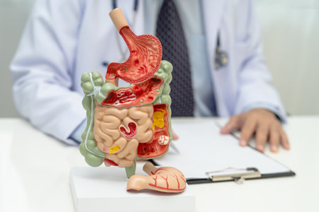 Digestive system with stomach and intestine, Asian doctor holding human anatomy model for study diagnosis and treatment in hospital.の写真素材