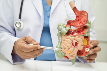 Digestive system with stomach and intestine, Asian doctor holding human anatomy model for study diagnosis and treatment in hospital.の写真素材