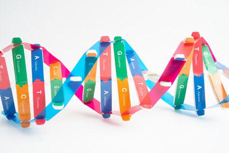 DNA or Deoxyribonucleic acid is a double helix chains structure formed by base pairs attached to a sugar phosphate backbone.の写真素材