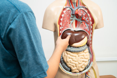 Student teenage learning anatomy biology with human body model in classroom at high school.
