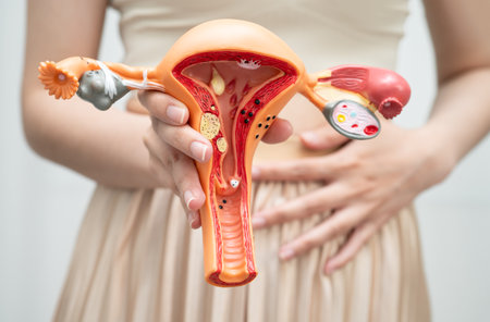 Uterus, Asian woman holding human anatomy model.の写真素材