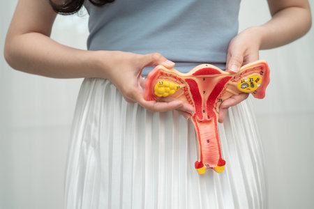 Uterus, Asian woman holding human anatomy model.の写真素材