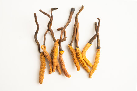 Cordyceps or Ophiocordyceps sinensis mushroom herb is fungus for used as medicine on white background.の写真素材