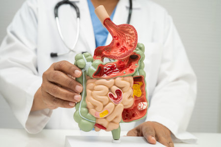 Digestive system with stomach and intestine, Asian doctor holding human model.の写真素材