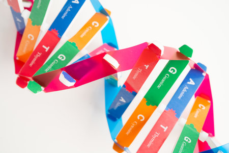 DNA or Deoxyribonucleic acid is a double helix chains structure formed by base pairs attached to a sugar phosphate backbone.の写真素材